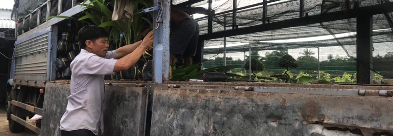 Cây Giống Sáu Oanh
